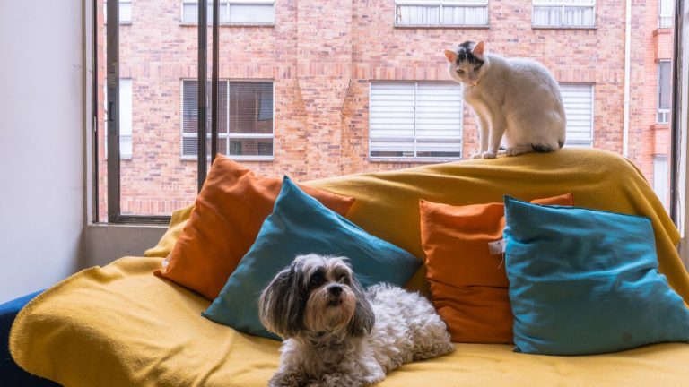 Unos propietarios han sido obligados a trasladar a sus mascotas de la vivienda por perturbar la convivencia vecinal: ladraban de forma constante y desprendían un fuerte olor