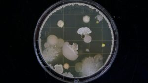 La inteligencia artificial avanza un paso más: crea virus que infectan bacterias 2