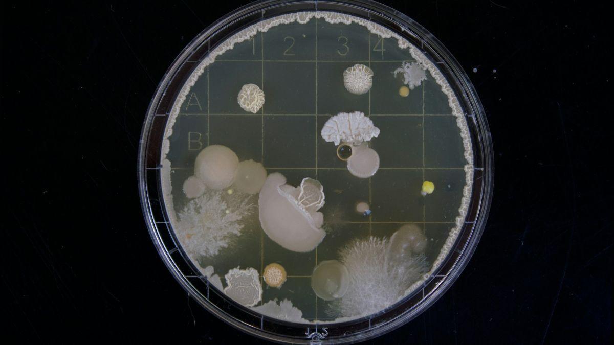 La inteligencia artificial avanza un paso más: crea virus que infectan bacterias