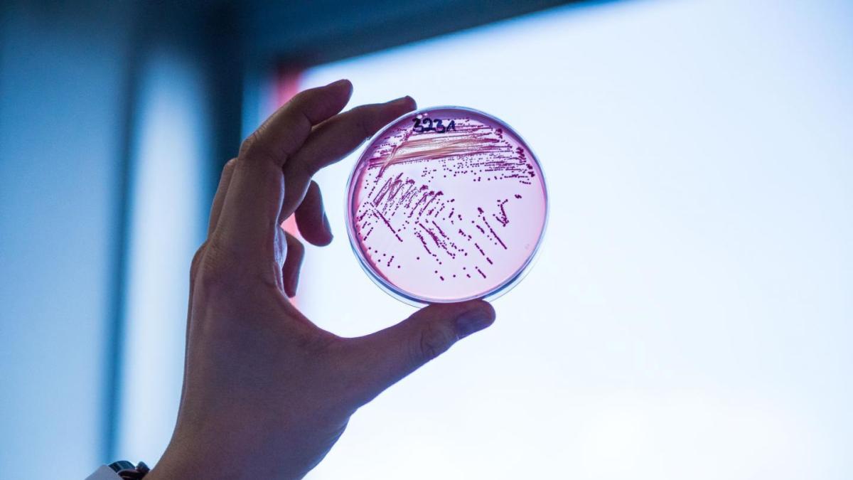 Una inteligencia artificial consigue crear por primera vez un virus para destruir cepas de la bacteria E. Coli