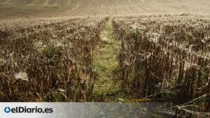 ¿Hasta dónde conviene confiar en un chatbot con inteligencia artificial? Un agricultor perdió sus cosechas tras seguir sus indicaciones 1
