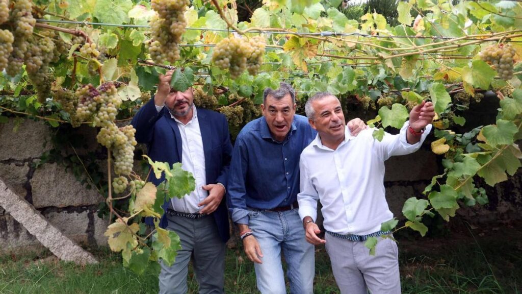 La inteligencia artificial y la trazabilidad digital transforman la producción de vino gallego